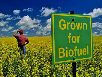 "Выращивается для биотоплива". Фото с сайта infobarrel.com